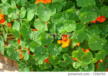 Nasturtium (Orange): Kon Lengwa (Calendula) 7260703