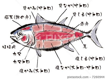 金槍魚部分圖名稱給出 金槍魚部分圖名稱給出 7260944