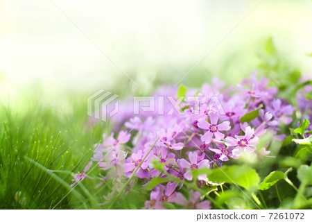 flowers in the garden flowers in the garden 7261072