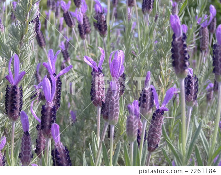 lavender 7261184