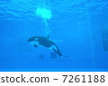 水族館裡的虎鯨 7261188