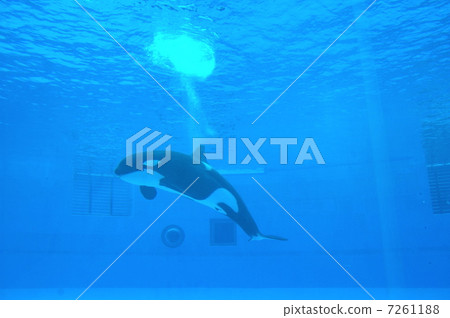 A killer whale in an aquarium 7261188