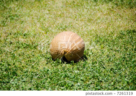Mitsuobi Armadillo rolled up Mitsuobi Armadillo rolled up 7261319