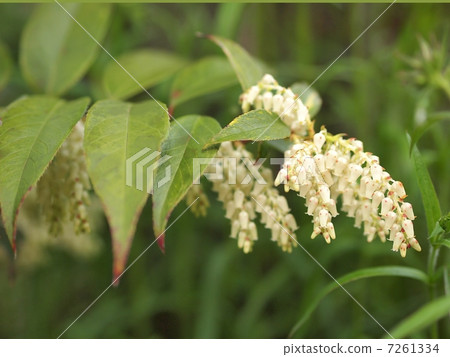 America Iwananten 7261334