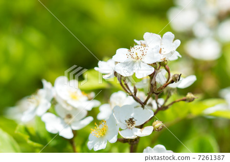 A wild rose 7261387