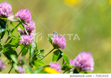 紅三葉草 7261410