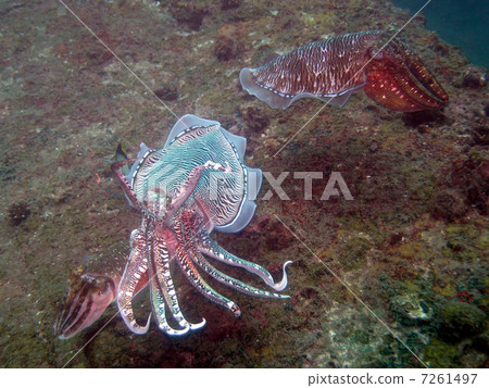 交配Kobushi 7261497