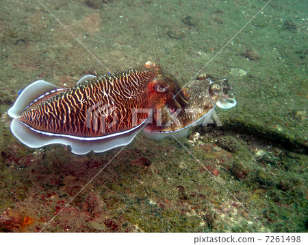 Mating of Kobushi Mating of Kobushi 7261498