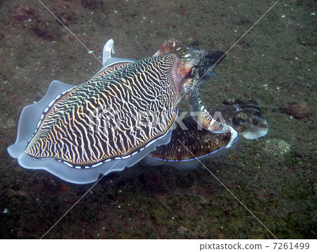 交配Kobushi 7261499