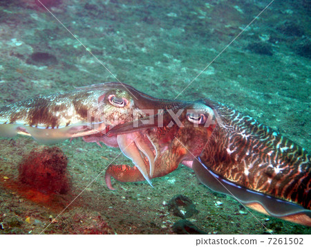 交配Kobushi 交配Kobushi 7261502