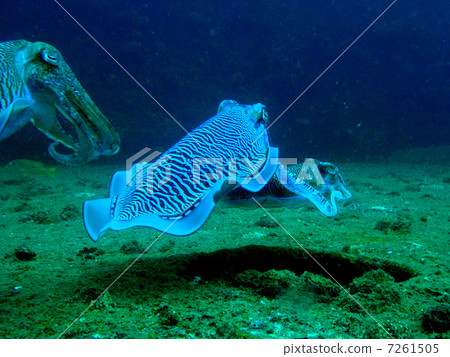 Mating of Kobushi Mating of Kobushi 7261505