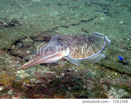 Mating of Kobushi Mating of Kobushi 7261506
