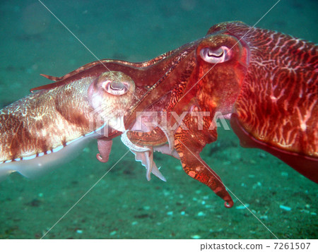 交配Kobushi 7261507