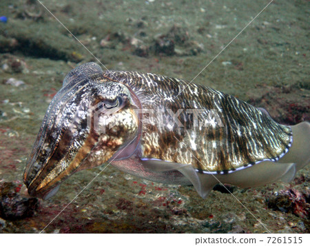 Mating of Kobushi Mating of Kobushi 7261515