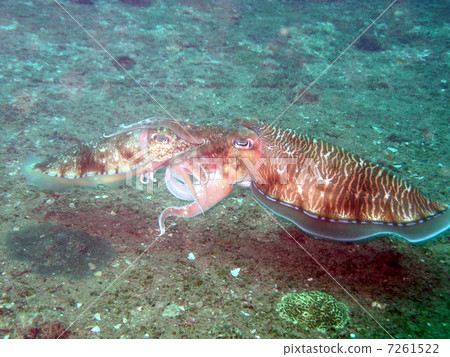 交配Kobushi 7261522