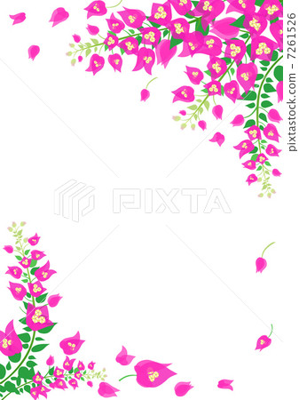 Bougainvillea 7261526