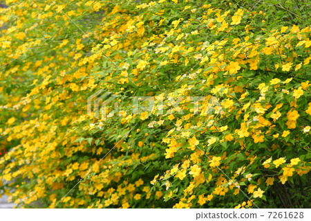 Yamabuki花 Yamabuki花 7261628