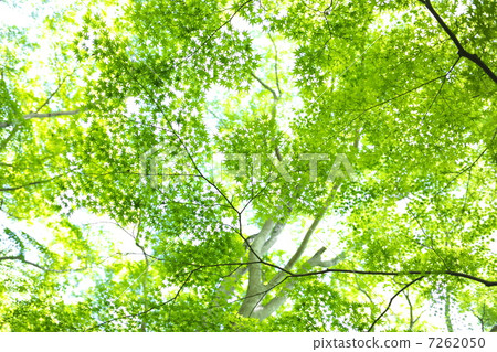 Momiji Blue Momiji Blue 7262050