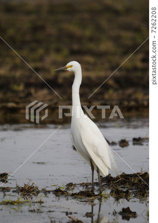 楚兔 楚兔 7262208