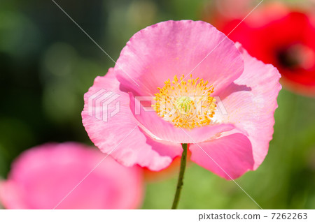 Poppy 7262263