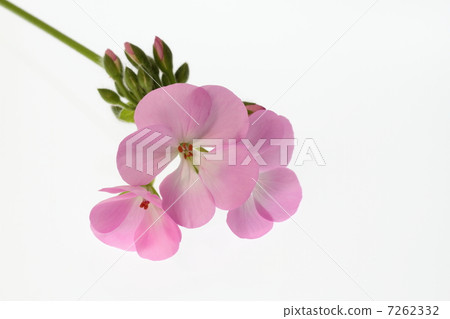 Geranium flowers and buds 7262332