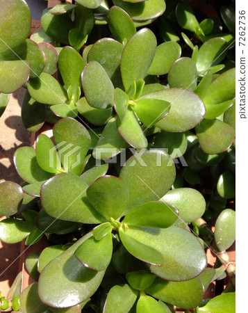 翡翠木 翡翠木 7262736