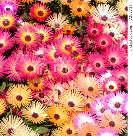 利文斯頓雛菊 利文斯頓雛菊 7262737