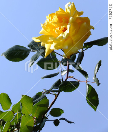 玫瑰 7262738