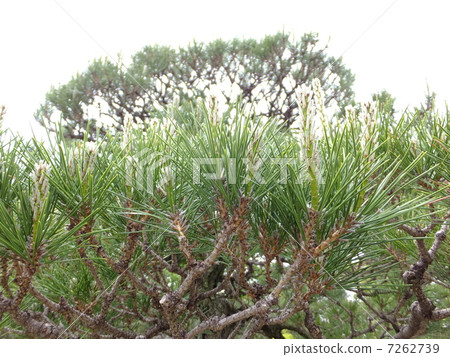 松樹 松樹 7262739