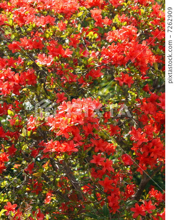 Kirishima Azalea Red Kurume Azalea Stock Photo