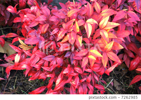 Otafukunanten (autumn leaves) Otafukunanten (autumn leaves) 7262985