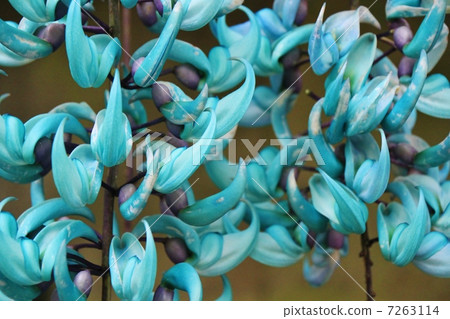 Honeysuckle 7263114