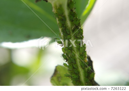  蠶豆蝦虎魚蚜蟲 7263122