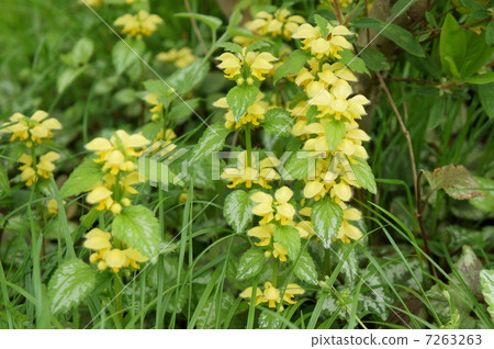 Virus Odorikozuru Cod roe Odorikosou Lamium galeobdolon 7263263