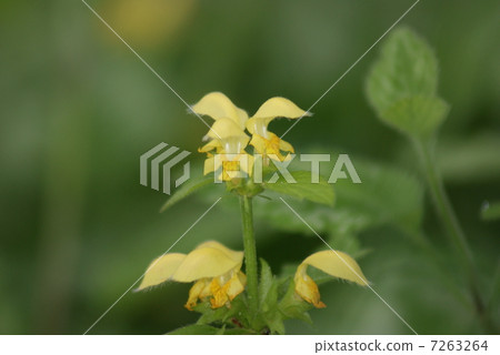 Virus Odorikozuru Cod roe Odorikosou Lamium galeobdolon 7263264