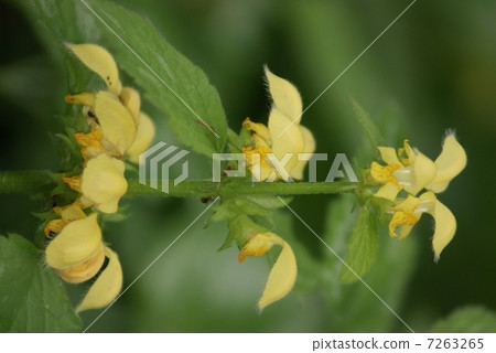 Virus Odorikozuru Cod roe Odorikosou Lamium galeobdolon 7263265