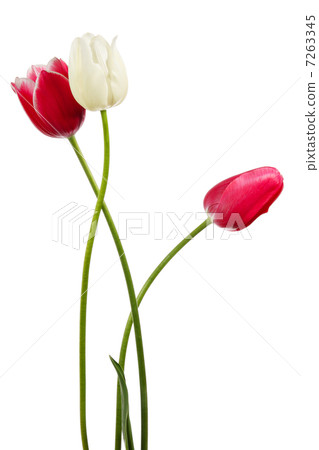 Flowers composition 7263345