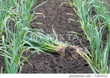 Green garlic 7263412