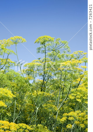 Green dill, blue sky Green dill, blue sky 7263421