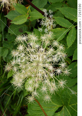 Shiyoudo Shiyoudo 7263590