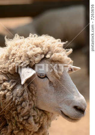 A sheep 7263656