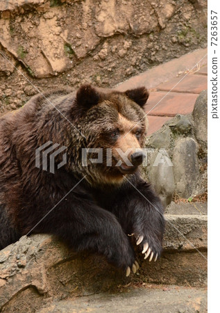 Brown bear 7263657