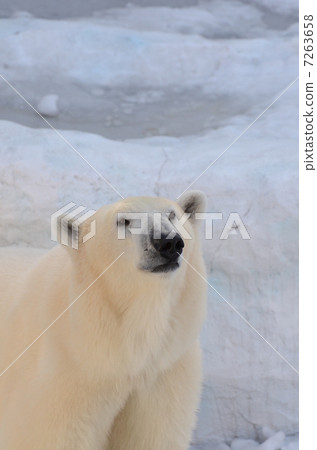 Polar bears 7263658