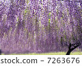  Wisteria flowers 7263676