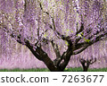  Wisteria flowers 7263677
