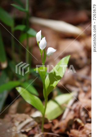 Ginran (Silver Lan) Ginran (Silver Lan) 7263679