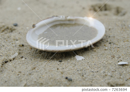 Sea shells on the beach 7263694