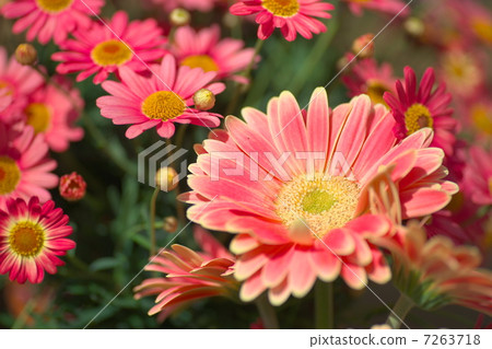 Gerbera · Pink 7263718