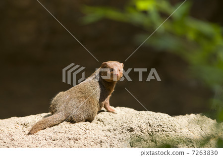 Kobito Mongoose Kobito Mongoose 7263830