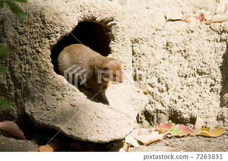 Kobito Mongoose Kobito Mongoose 7263831